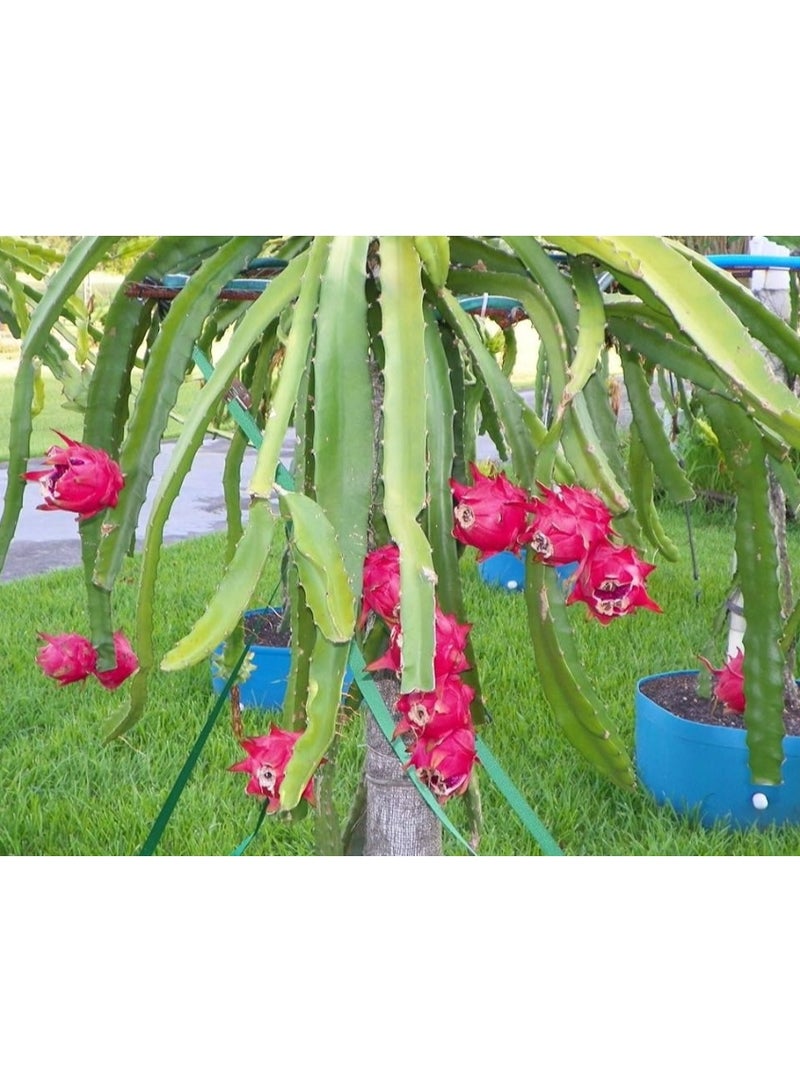 100pcs Pitaya Seeds Dragon Fruit Perennial Delicious Fruit Plants Outdoor Unique Garden Decoration With Decorative Value Mixed - Image 3