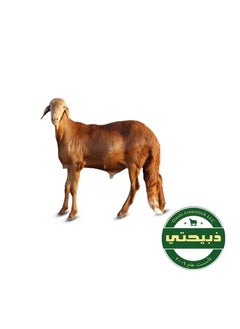 Delivered on Eid Day 1 - Swakny Sheep - Sudan 20-25kg (7-10 Months)
