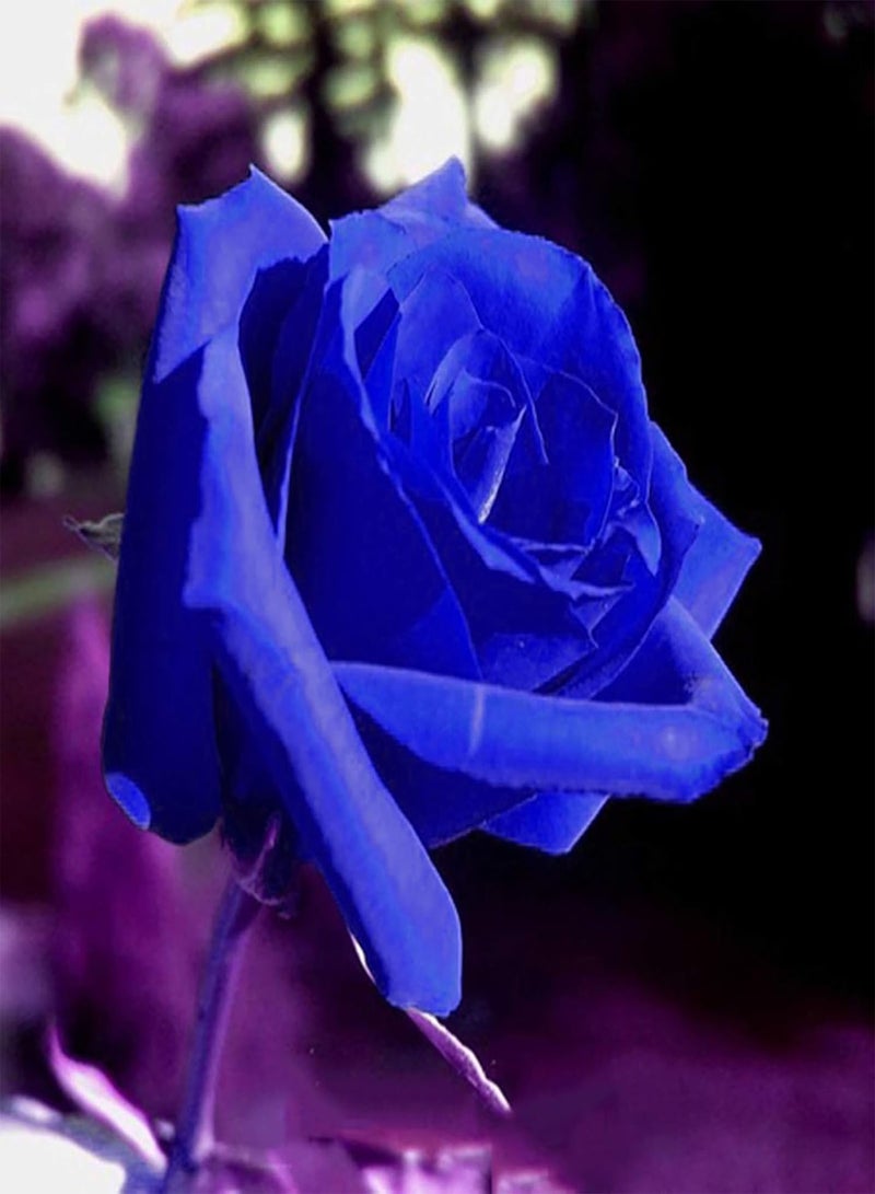 جي جوت بذور 50 قطعة من بذور الورد الأزرق النادر للحديقة والفناء والزراع في الهواء الطلق، نباتات طازجة سهلة النمو، هدايا مثالية للبستنة بذور الورد الأزرق الداكن - Image 5