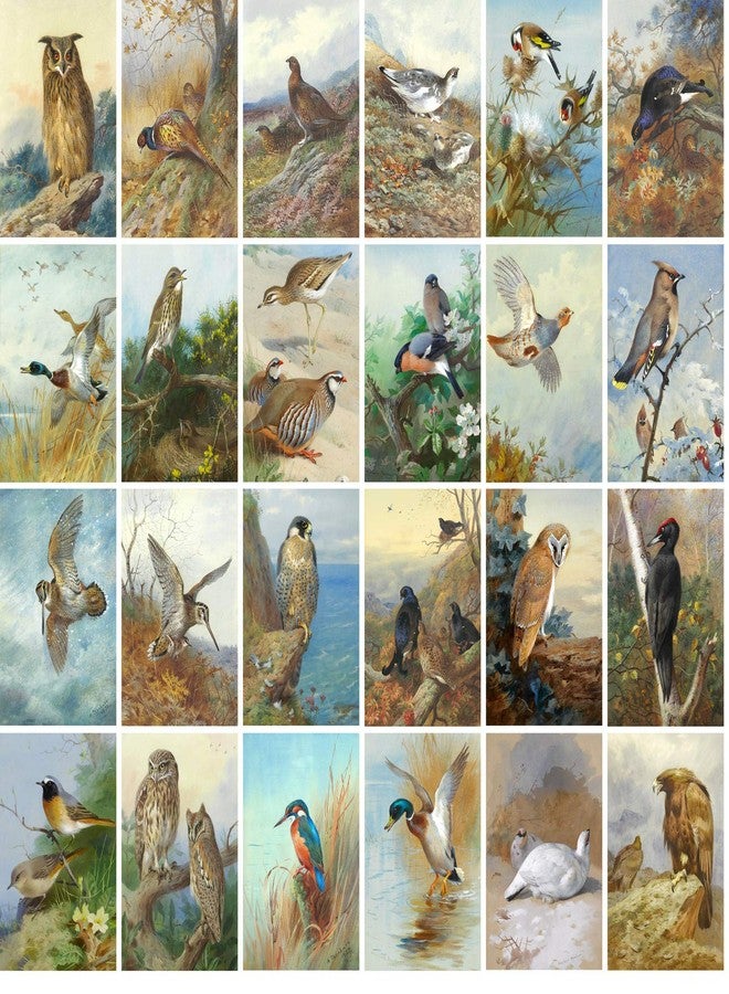 PIXILUV Vintage PostCards 24 pcs AMAZING WILD BIRDS Archibald Vintage Antique Museum Painting Owl Eagle Duck - Image 2