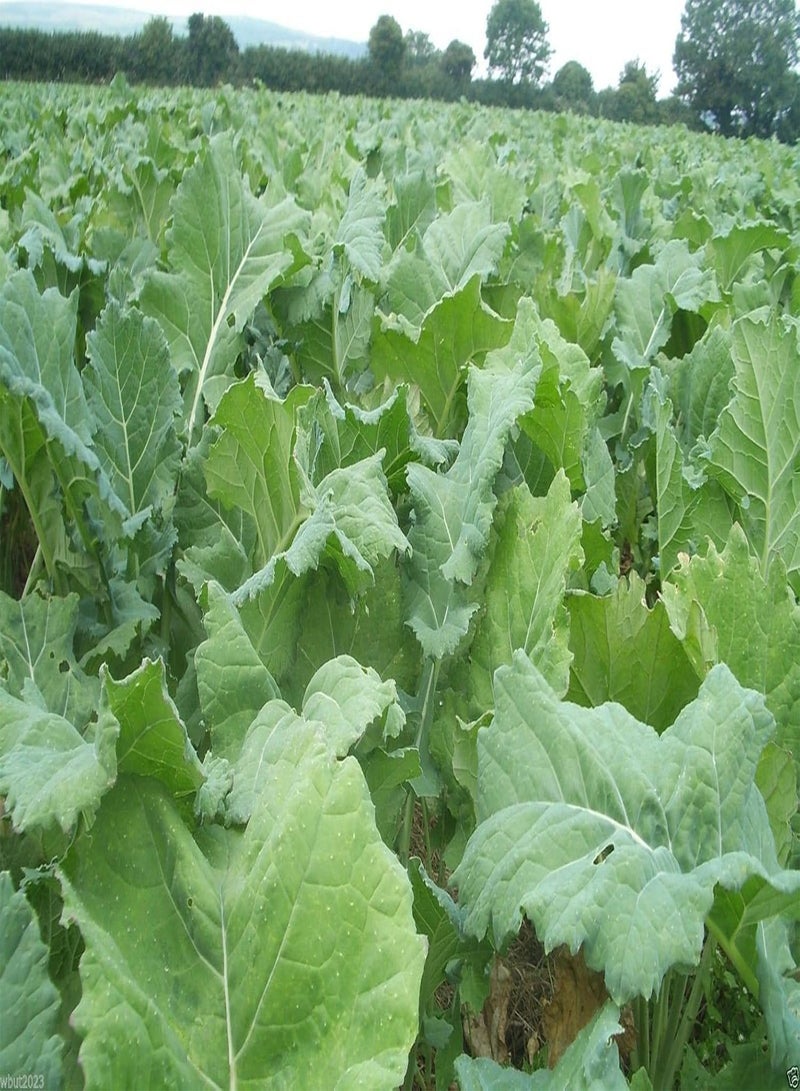 GGOOT DWARF ESSEX RAPE KALE Seeds( ) Vegetable,sweet tender and crunchy.(300 Seeds) - Image 1