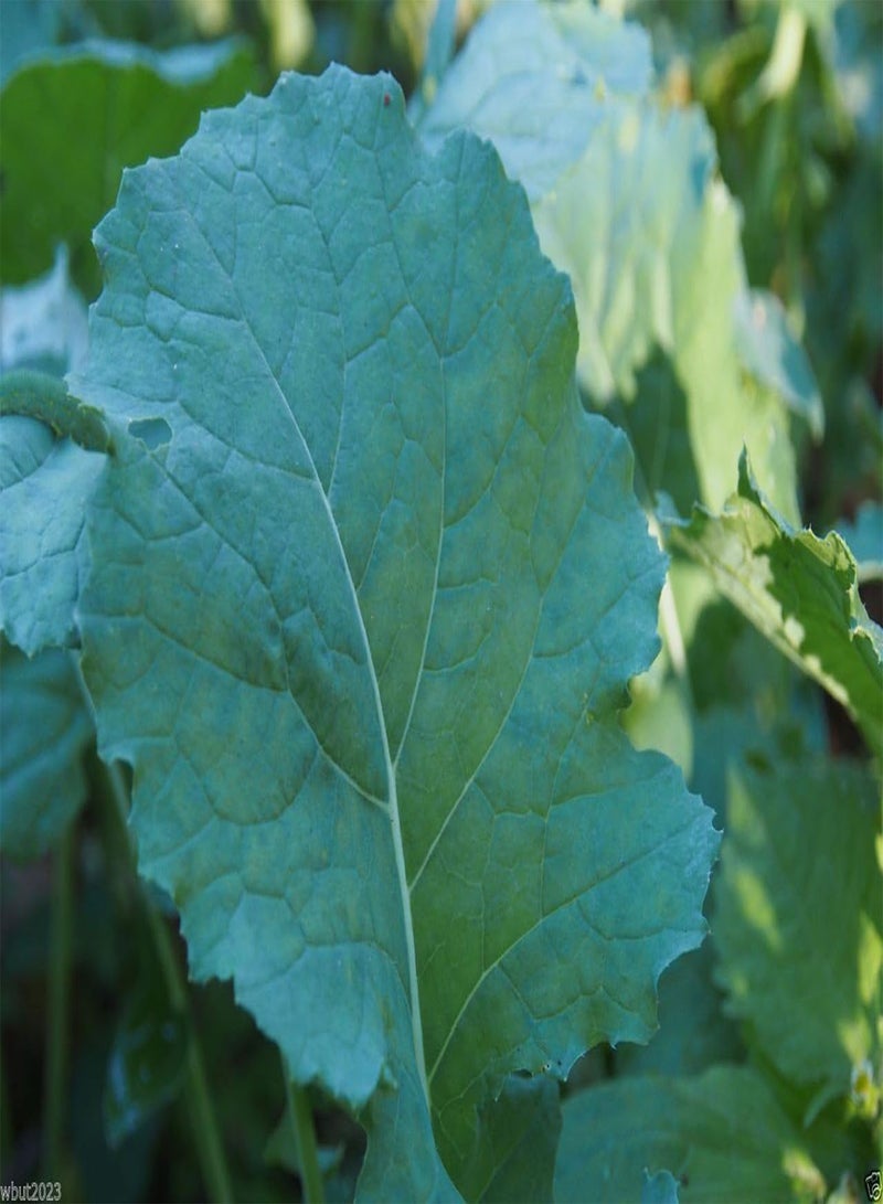 GGOOT DWARF ESSEX RAPE KALE Seeds( ) Vegetable,sweet tender and crunchy.(300 Seeds) - Image 2