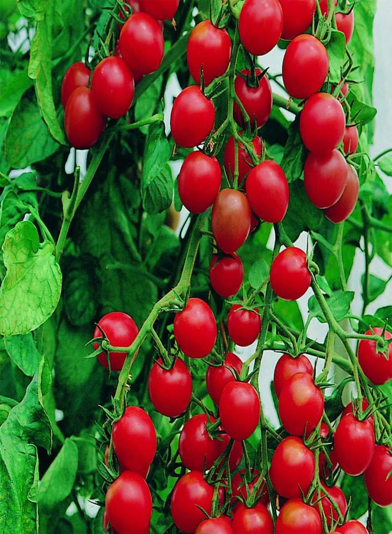 GGOOT 25 Seeds of Tomato Cherry Gardener's Delight Seeds Open Pollinated Variety - Image 1