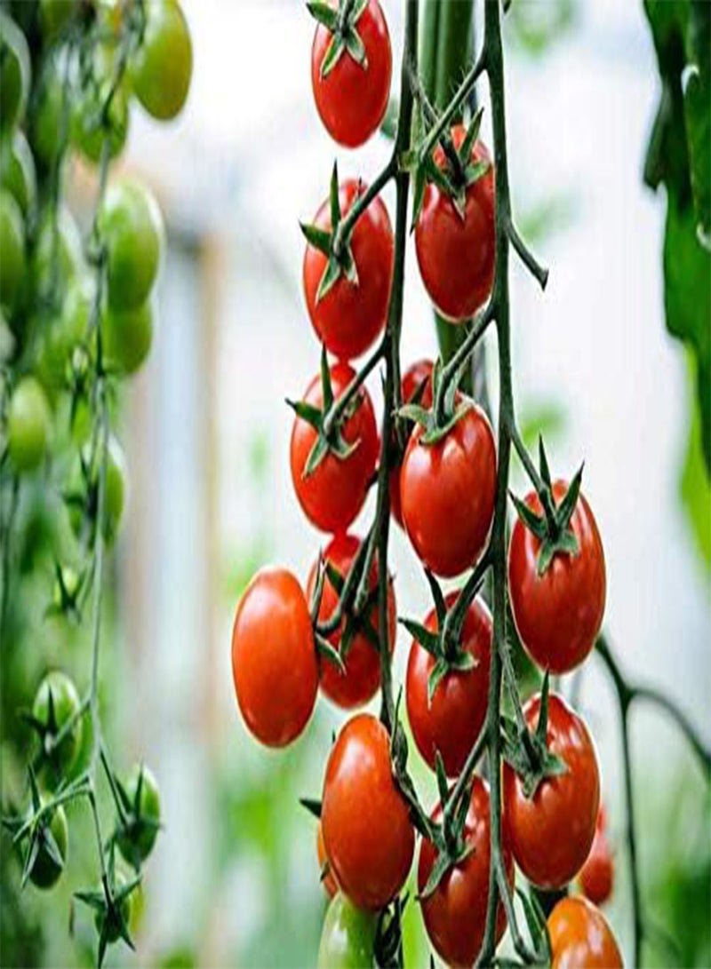GGOOT 25 Seeds of Tomato Cherry Gardener's Delight Seeds Open Pollinated Variety - Image 2