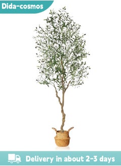 7FT Olive Tree