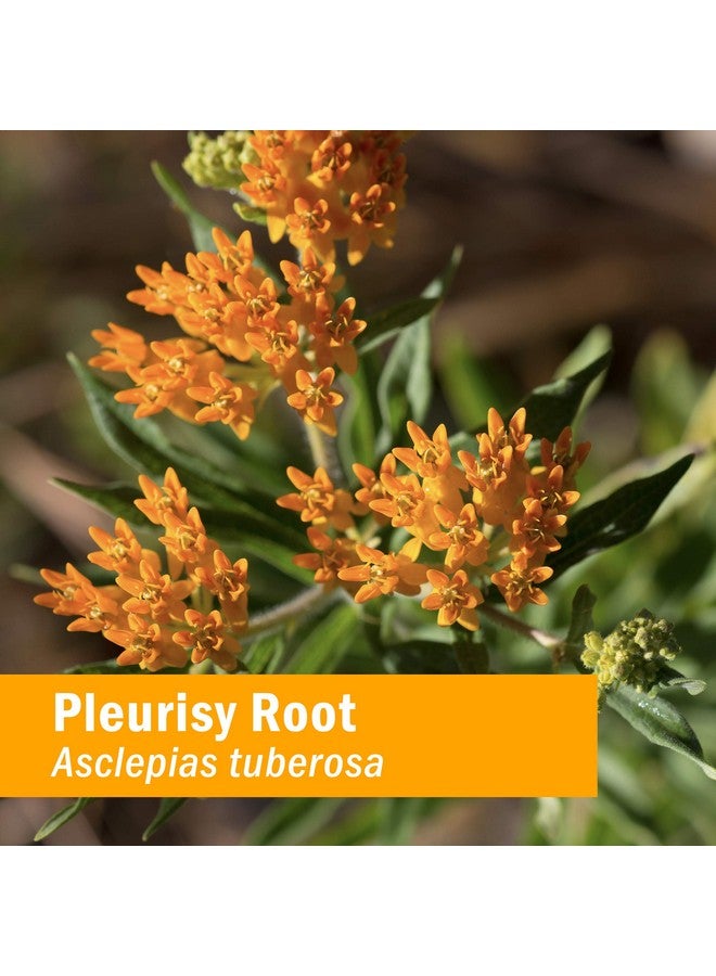 Herb Pharm Certified Organic Pleurisy Root Liquid Extract for Respiratory System Support 1 Fl Oz - Image 2