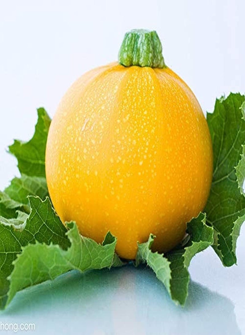 جي جوت 30 قطعة من بذور الكوسة السنوية لزراعة الحدائق الخارجية والمزرعة في الخريف، وهي من الخضراوات المفضلة لدى البستانيين. - Image 1