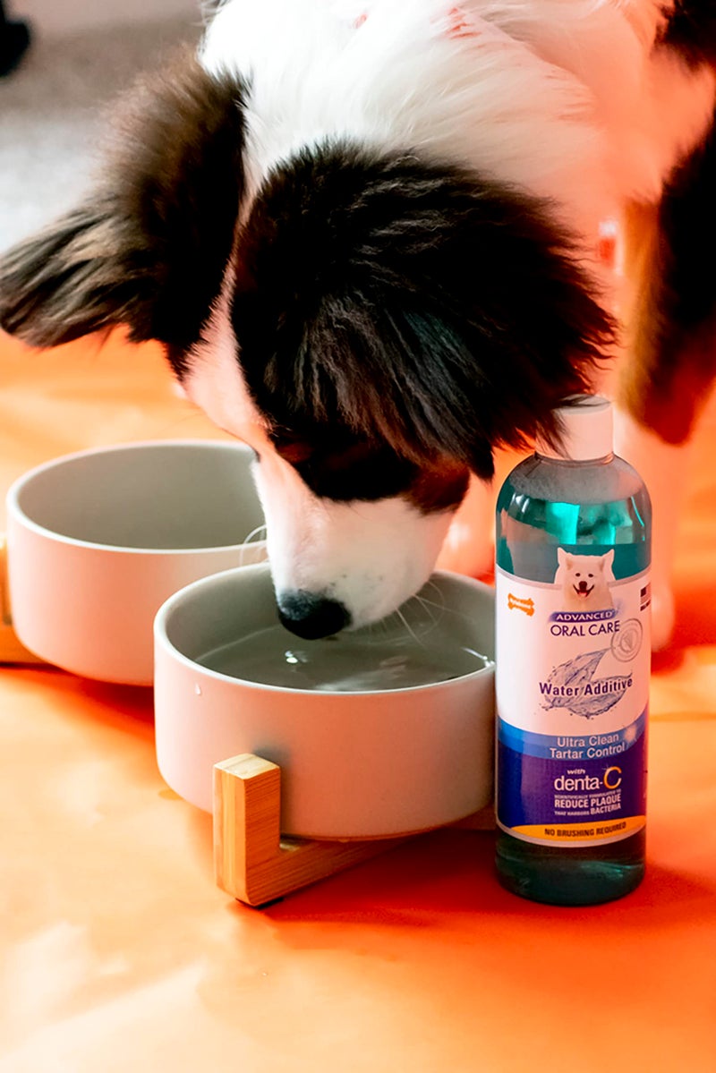 Nylabone Advanced Oral Care Pet Dental Water Additive, Liquid Tartar Remover & Breath Freshener for Dogs, Dog Teeth-Cleaning, Original Flavor, 16 oz. - Image 2