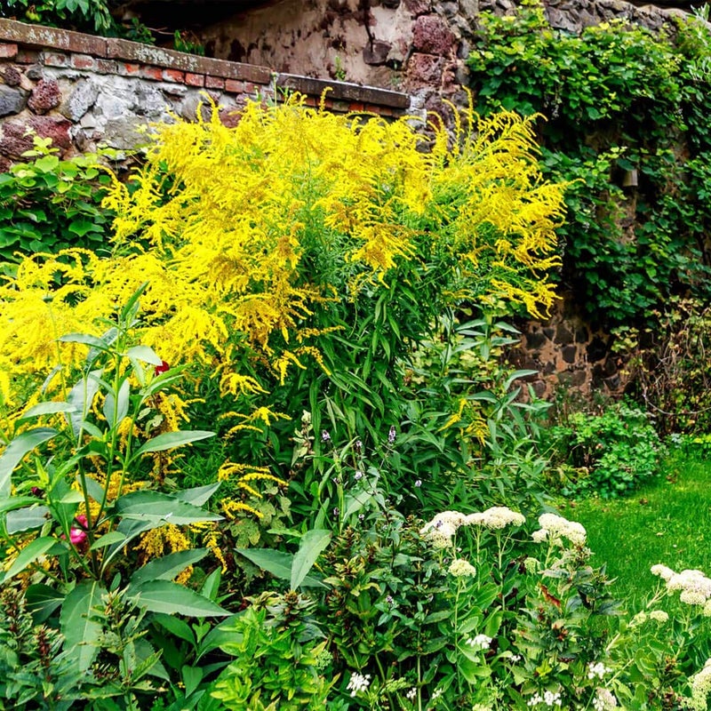Outsidepride 5000 Seeds Perennial Solidago Stiff Goldenrod Flower Seeds for Planting - Image 2