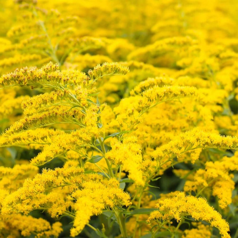 Outsidepride 5000 Seeds Perennial Solidago Stiff Goldenrod Flower Seeds for Planting - Image 3