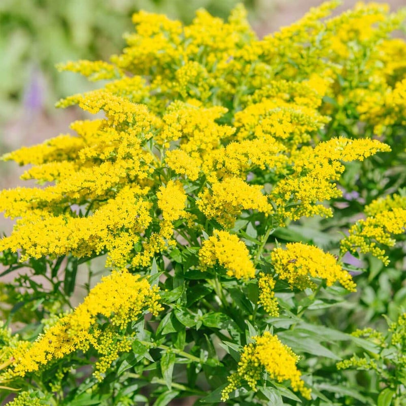 Outsidepride 5000 Seeds Perennial Solidago Stiff Goldenrod Flower Seeds for Planting - Image 1