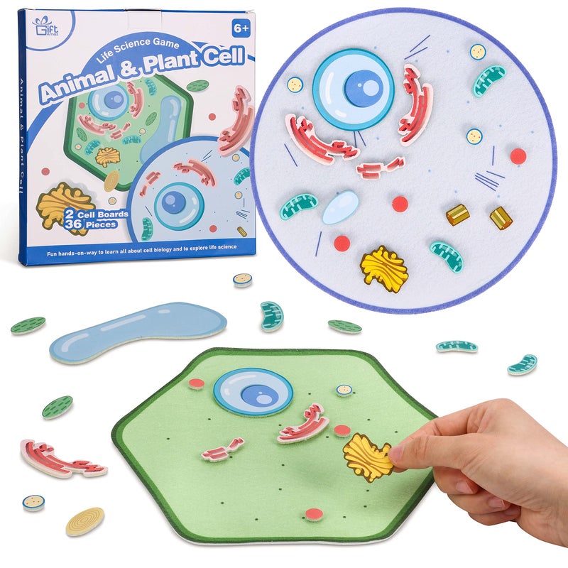 GiftAmaz Animal and Plant Cell Anatomy Model Soft Felt Toy Early Cell Biology and Life Science STEM Toys Classroom Teaching Aid Educational Learning Activities STEM Birthday Toys for Kids 6 - Image 3