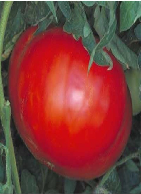 10 seeds of Believe It Or No   Tomatoes Beefsteak
