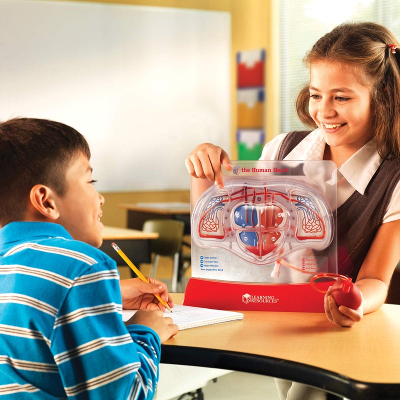 Learning Resources Pumping Heart Model - 1 Piece, Grades 3+ | Ages 8+ Educational Science Kit, Science Education Supplies, Science Teaching Supplies,Back to School Supplies,Teacher Supplies - Image 2