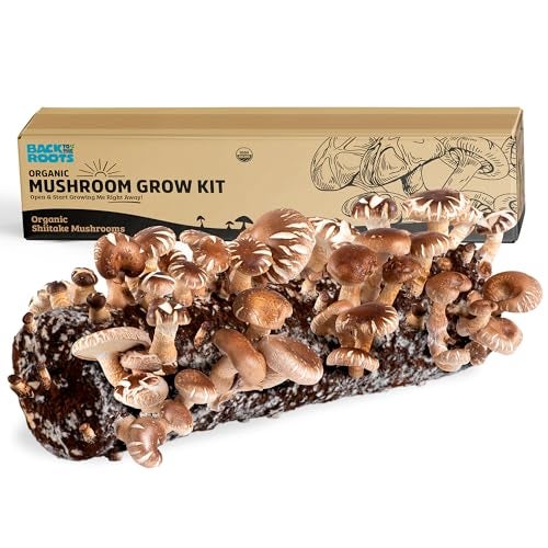 Back to the Roots Organic Shiitake Mushroom Kit; Great Gift; Easy for Beginners, For Indoor Growing (Start Growing Right Away) - Image 1