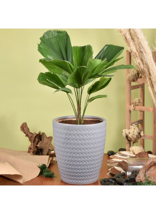 Ferns N Petals Decorative Fiji Fan Palm Plant 