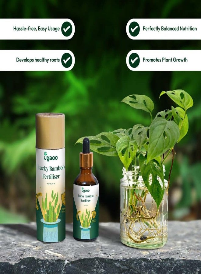 أوجاو سماد سائل لنبات الخيزران المحظوظ من أوغاو - معزز للنمو (50 مل) - Image 3