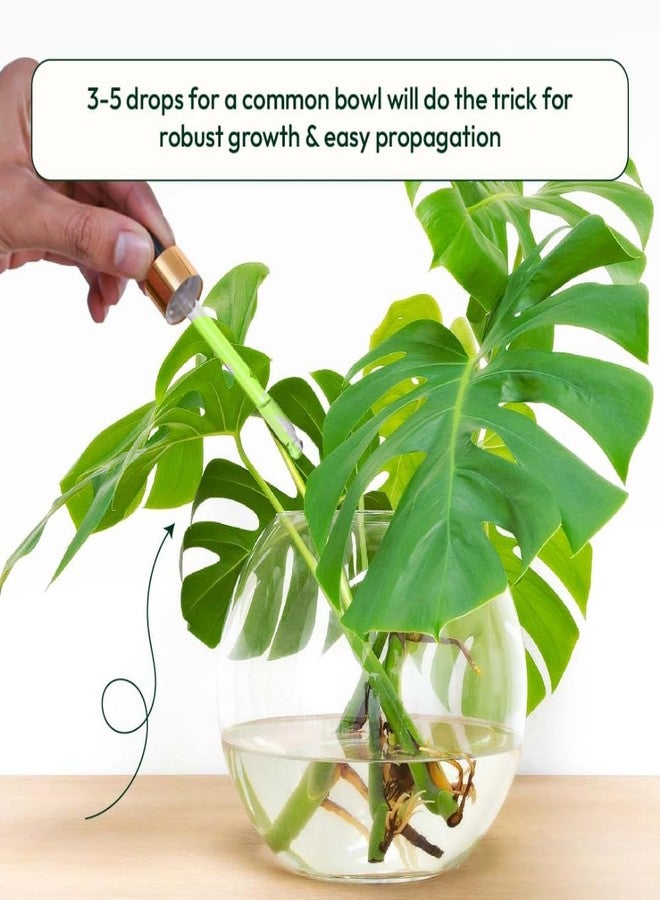 أوجاو سماد سائل لنبات الخيزران المحظوظ من أوغاو - معزز للنمو (50 مل) - Image 5