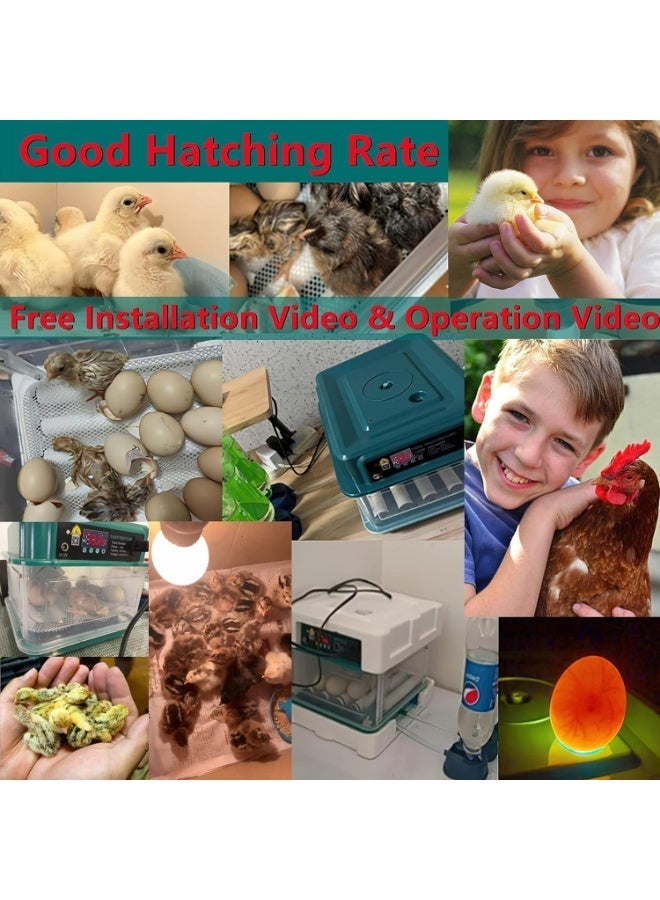 YOUWE7 Egg Automatic Incubator 12-15 Eggs Automatic Intelligent Incubators for Hatching Eggs,Poultry Hatching Machine for Chicken Duck Goose Quail Bird Pigeon - Image 4