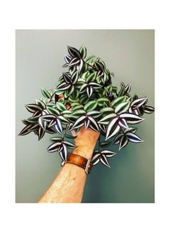 3OUD Plant House Tradescantia Zebrina 