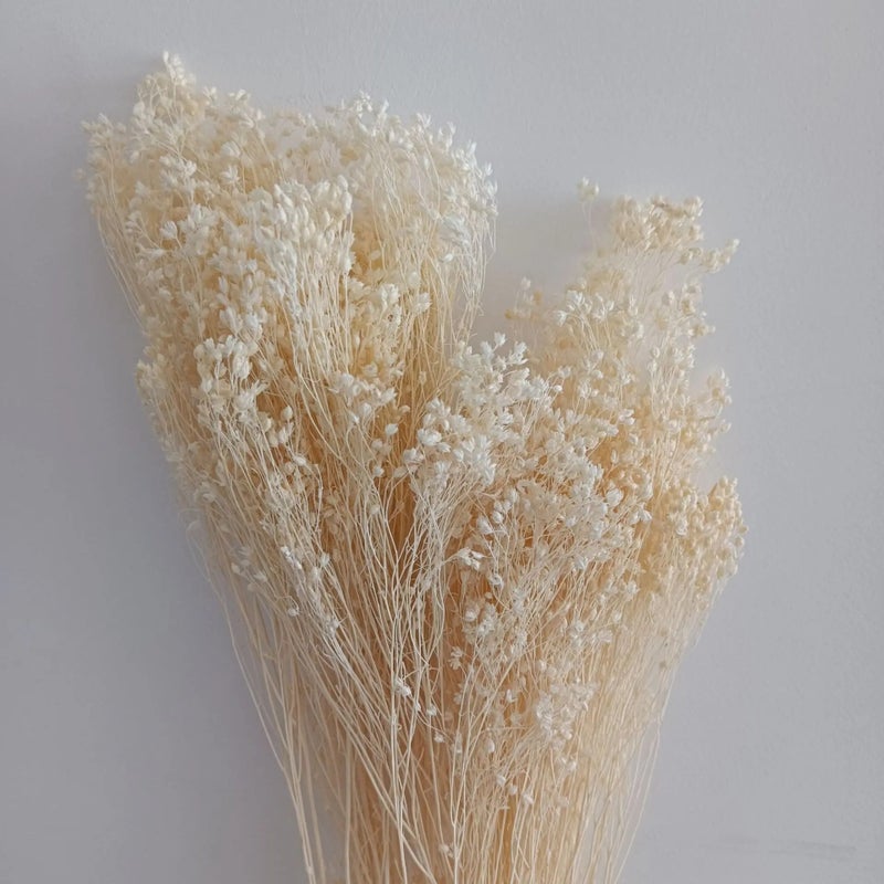 Bluejw Yunnan Dried Broom Bloom Flowers 50g Bunch, Real Natural Preserved Dried Plants for Home Events Decor - Image 5