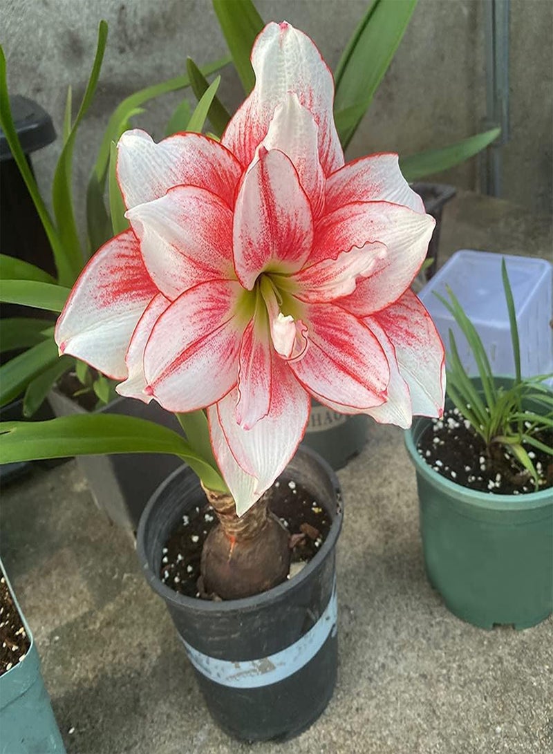 GGOOT 2pcs Amaryllis seeds White Petals with Red Border Hippeastrum Outdoors Planting Can Decorate Living Room Corridor - Image 1