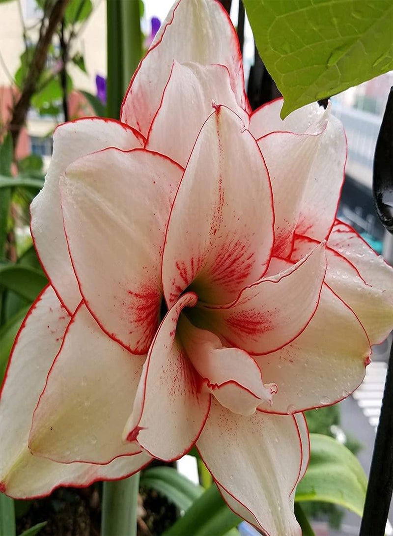 GGOOT 2pcs Amaryllis seeds White Petals with Red Border Hippeastrum Outdoors Planting Can Decorate Living Room Corridor - Image 3