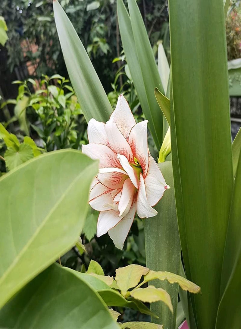 GGOOT 2pcs Amaryllis seeds White Petals with Red Border Hippeastrum Outdoors Planting Can Decorate Living Room Corridor - Image 4