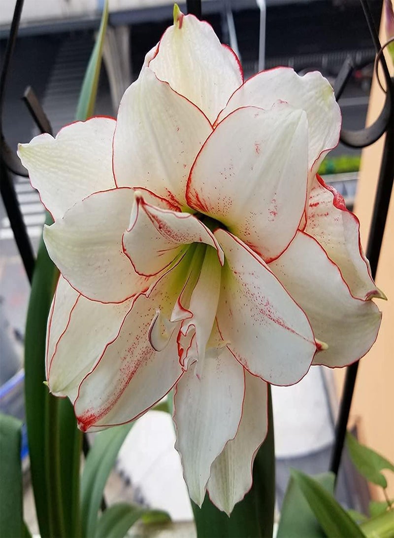 GGOOT 2pcs Amaryllis seeds White Petals with Red Border Hippeastrum Outdoors Planting Can Decorate Living Room Corridor - Image 2