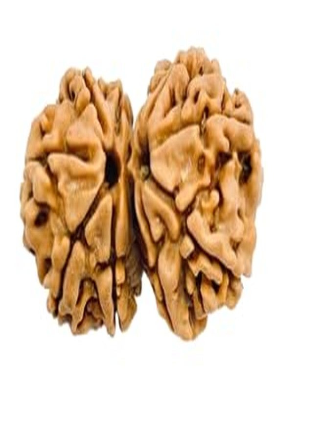 TRINETRA GEMS STONE Gori Shankar Rudraksha From Nepal Natural Purest Beads gauri Shankar Rudraksha Original Certified By Lab For Men And Women - Image 3