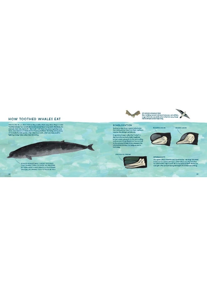 Whales