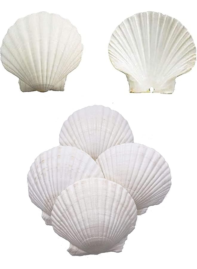 erorex Scallop Shells For Serving Food 6Pcs Baking Shells Large White Natural Seashell From Sea Beach For Diy Craft Mermaid Beach Wedding Home Decoration 10 11Cm - Image 1