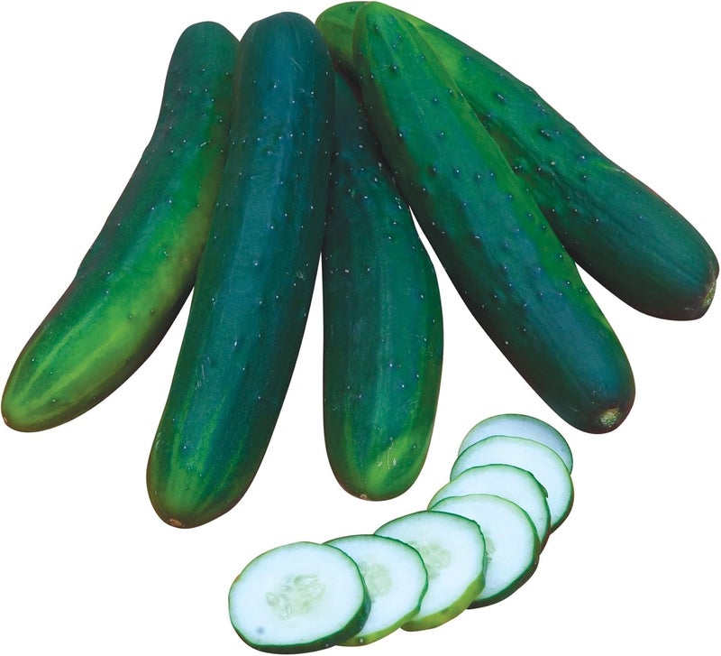 Burpee Sweet Burpless Slicing Cucumber Seeds 70 seeds - Image 1