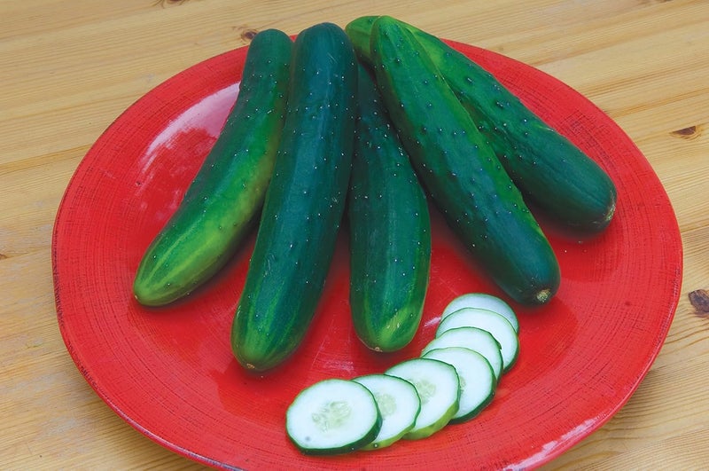 Burpee Sweet Burpless Slicing Cucumber Seeds 70 seeds - Image 2