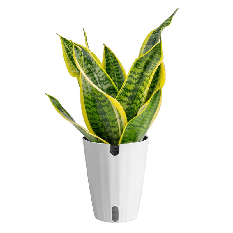 Costa Farms Snake Plant, Easy to Grow Live Plant in Cute Decor Pot, Grower's Choice Houseplant in Soil, Housewarming Gift, Room Decor, 1-2 Feet Tall - Image 1