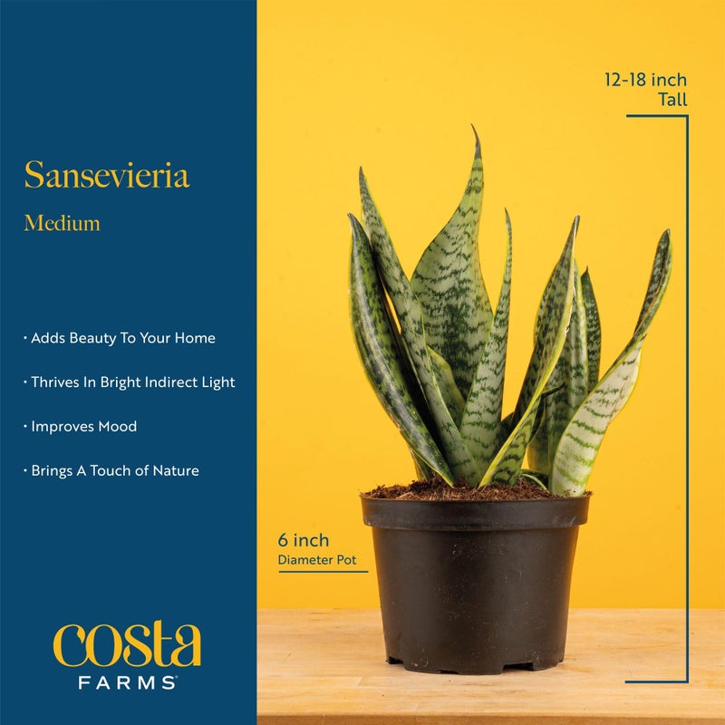 Costa Farms Snake Plant, Easy to Grow Live Plant in Cute Decor Pot, Grower's Choice Houseplant in Soil, Housewarming Gift, Room Decor, 1-2 Feet Tall - Image 4