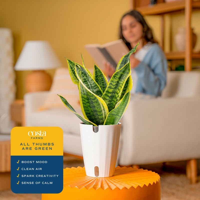 Costa Farms Snake Plant, Easy to Grow Live Plant in Cute Decor Pot, Grower's Choice Houseplant in Soil, Housewarming Gift, Room Decor, 1-2 Feet Tall - Image 5
