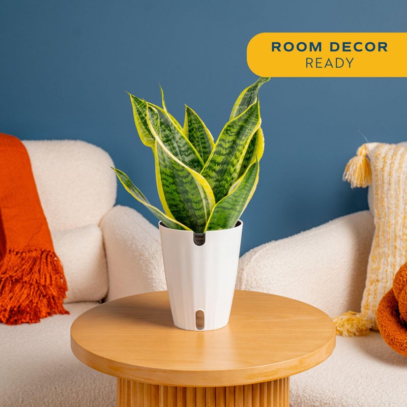 Costa Farms Snake Plant, Easy to Grow Live Plant in Cute Decor Pot, Grower's Choice Houseplant in Soil, Housewarming Gift, Room Decor, 1-2 Feet Tall - Image 2