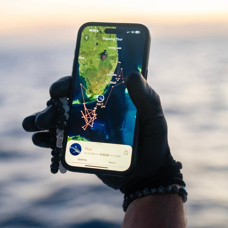 Fahlo Shark Tracking Bracelet â€“ Track a Real Sharkâ€™s Journey â€“ Supports Wildlife Conservation â€“ Elastic, One Size Fits Most â€“ on Interactive Mobile App Map â€“ Unisex Ocean Conservation Gift (Coral Reef Pink) - Image 2