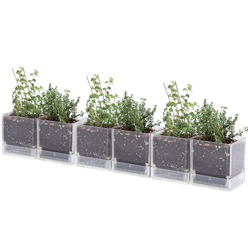 D'vine Dev 4 Inch Herb Planter Pot, Plastic Planter with Drainage Holes and Saucer, Modern Decorative Gardening Pot for Indoor Plants, Flowers, Herbs, Succulents, Clear, Set of 6, 76-Y-D-6 - Image 1