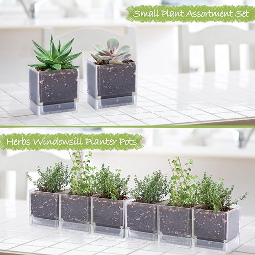 D'vine Dev 4 Inch Herb Planter Pot, Plastic Planter with Drainage Holes and Saucer, Modern Decorative Gardening Pot for Indoor Plants, Flowers, Herbs, Succulents, Clear, Set of 6, 76-Y-D-6 - Image 4