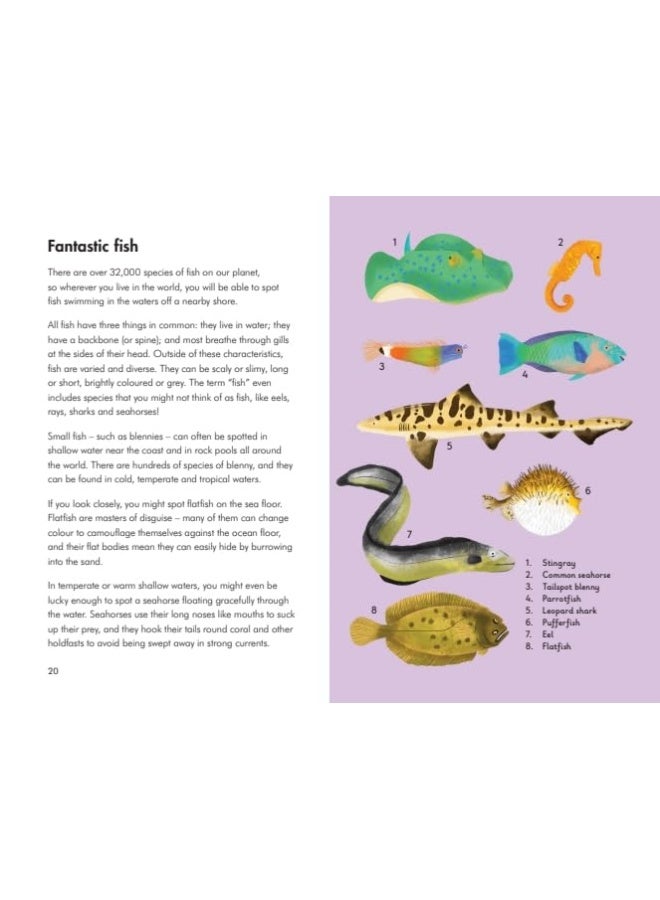 What to Look For by the Shore  - Image 3