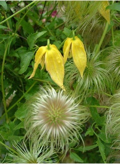 Clematis Tangutica, Hardy Perennial Climber by Heavy Torch, 5 Seeds