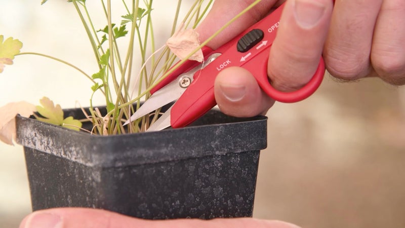 Corona FS 4110 Hydroponic Finger Micro Snips , Red - Image 2