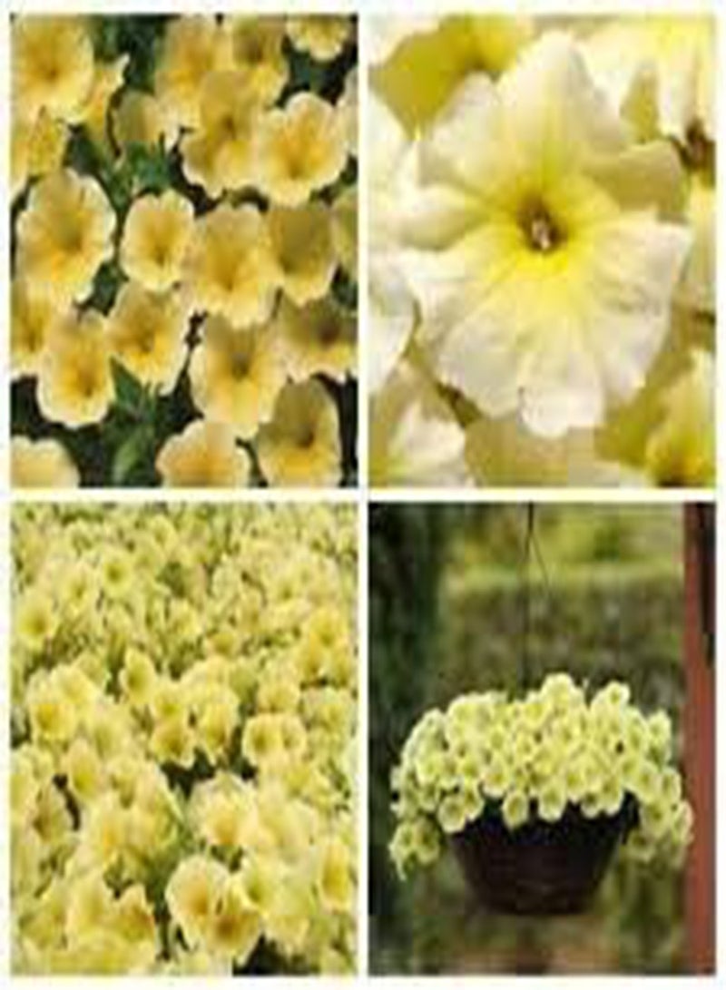 جي جوت 200 بذور زهرة البتونيا الصفراء. - Image 2