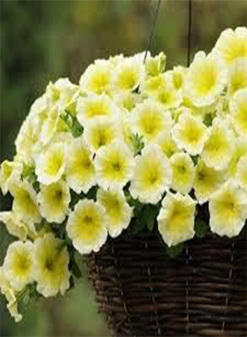 جي جوت 200 بذور زهرة البتونيا الصفراء. - Image 3