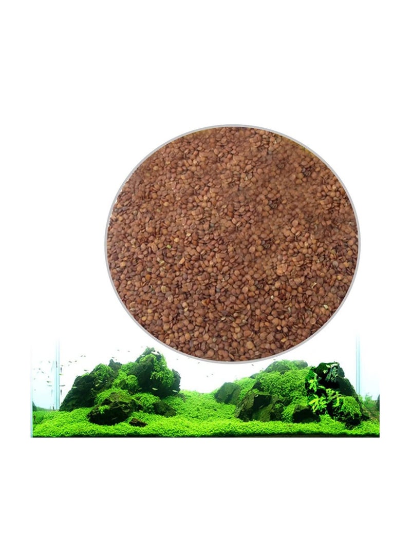 REPTIZOO REPTI ZOO Accreate New Aquarium Plant Seeds Aquatic Water Grass Decoration as Garden Fish Tank Foreground Plant Large Eleocharis acicularis (XX-Small)  - Image 1