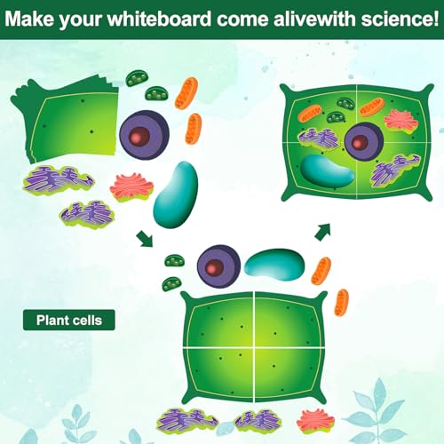 Leitee 18 Pcs Magnetic Animal Cell Model Kits Giant Teaching Resources Early Biology Cell Anatomy Model Life Science Teaching Aid for Whiteboard Learning Tools Educational Classroom Activities - Image 4