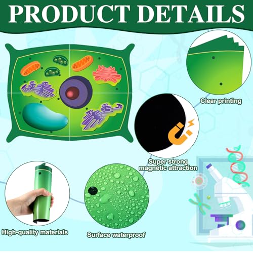 Leitee 18 Pcs Magnetic Animal Cell Model Kits Giant Teaching Resources Early Biology Cell Anatomy Model Life Science Teaching Aid for Whiteboard Learning Tools Educational Classroom Activities - Image 3