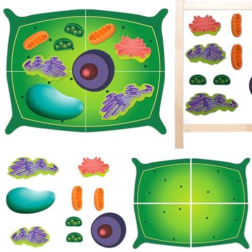Leitee 18 Pcs Magnetic Animal Cell Model Kits Giant Teaching Resources Early Biology Cell Anatomy Model Life Science Teaching Aid for Whiteboard Learning Tools Educational Classroom Activities - Image 1